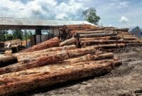 Ilegal Logging kian subur di Wilayah Kampung Batu - Batu, Kecamatan Gunung Tabur, Berau