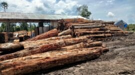 Ilegal Logging kian subur di Wilayah Kampung Batu - Batu, Kecamatan Gunung Tabur, Berau