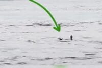 viral seekor buaya pura-pura tenggelam dan memanfaatkan taktik cerdik  disebut mengelabui manusia