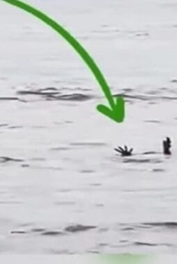 Buaya Pura-pura Tenggelam untuk Mengelabui Manusia