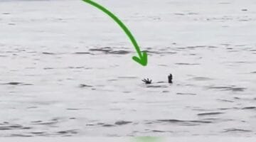 viral seekor buaya pura-pura tenggelam dan memanfaatkan taktik cerdik  disebut mengelabui manusia 