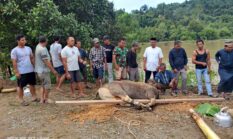 ‎Sambut Idul Adha, Anggota DPRD Bulungan Labaco Serahkan Bantuan Sapi Kurban di Desa Antutan