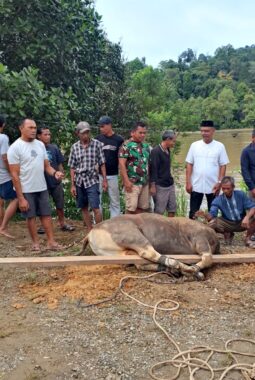‎Sambut Idul Adha, Anggota DPRD Bulungan Labaco Serahkan Bantuan Sapi Kurban di Desa Antutan