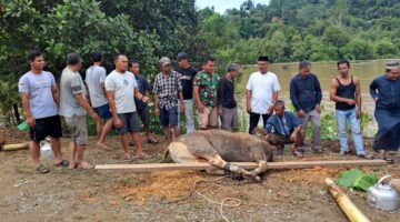 ‎Sambut Idul Adha, Anggota DPRD Bulungan Labaco Serahkan Bantuan Sapi Kurban di Desa Antutan